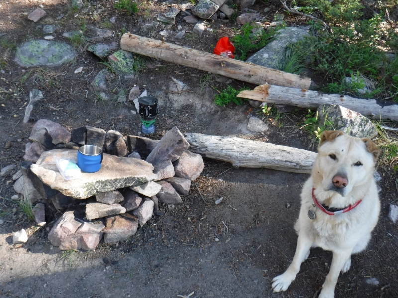 Camp Dog