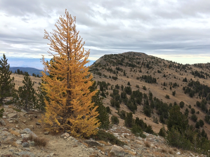 Tiffany Mountain