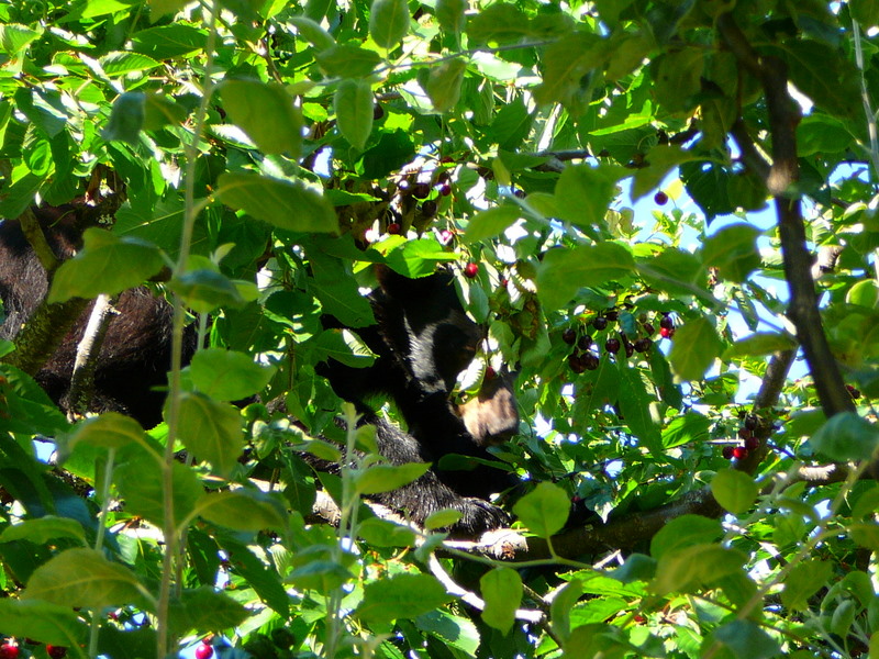 Bear in cherry tree