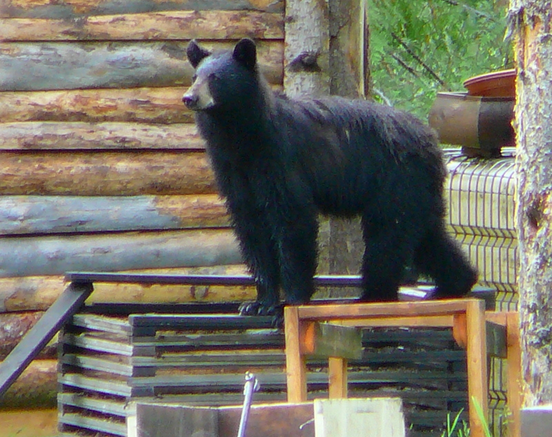 Black bear at Mt Robson Mtn Lodge