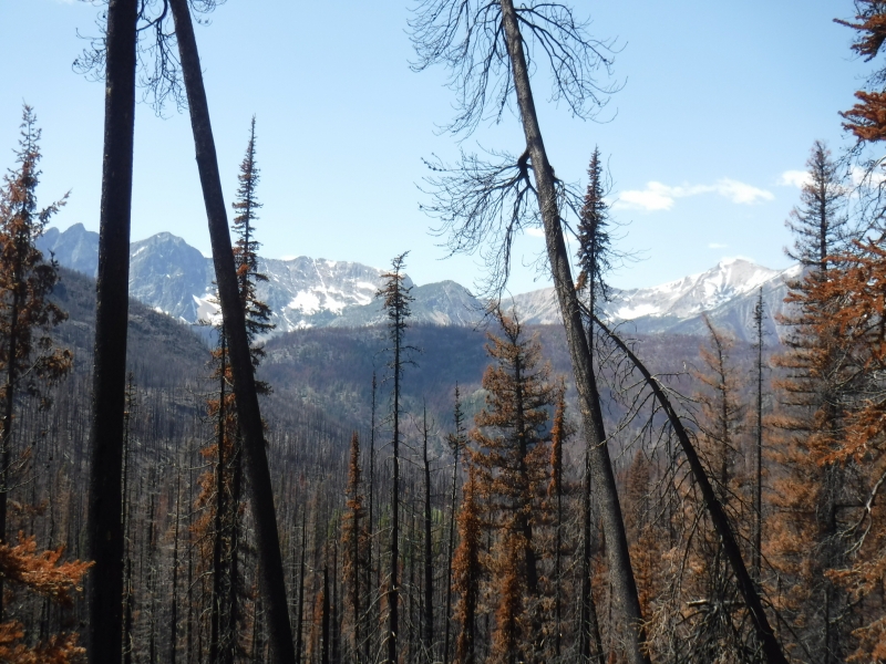 2017 Pasayten Wilderness Burn