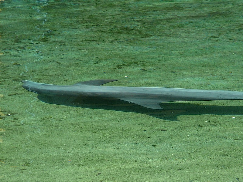 Dolphin at Hilton Waikoloa Village