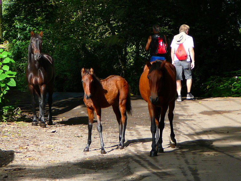 Wild horses in Waipio Valley