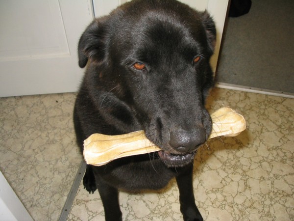 Loving his bone