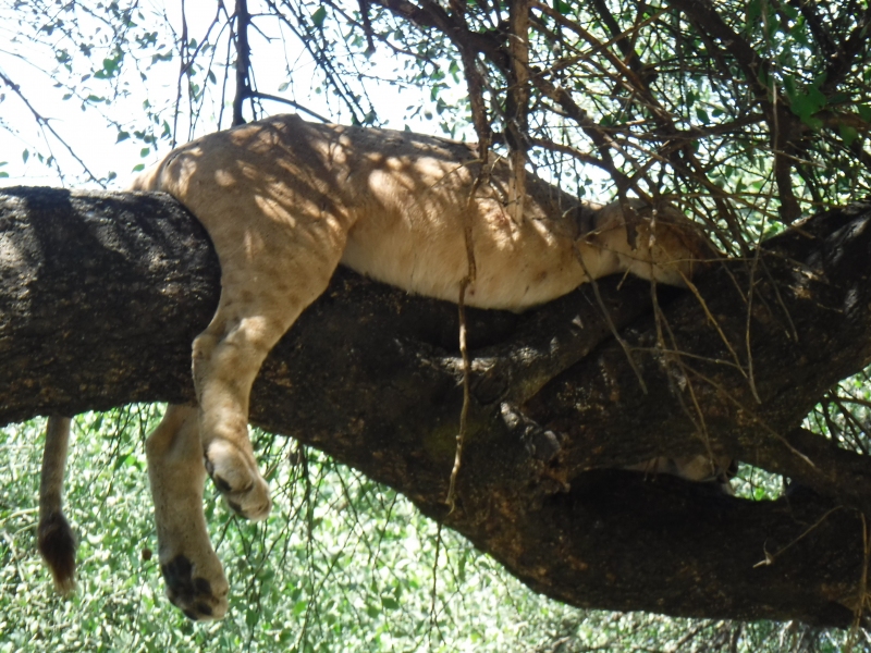 Our highlight: The Tree-Climbing Lion