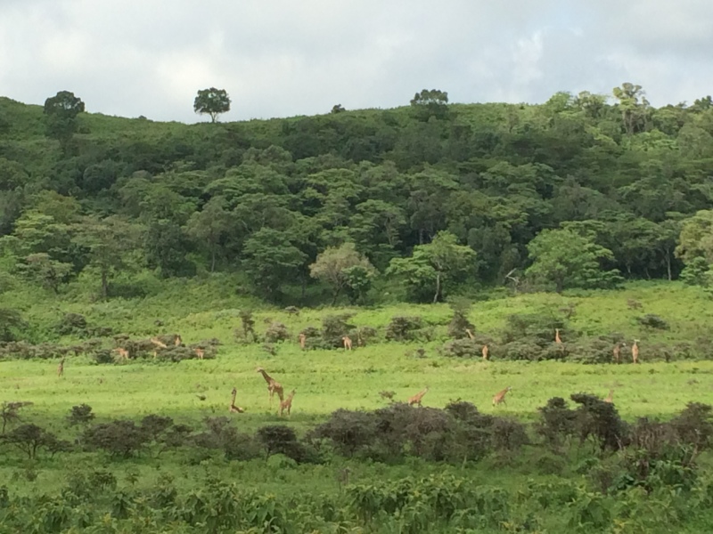 Lots of giraffe in Arusha National Park