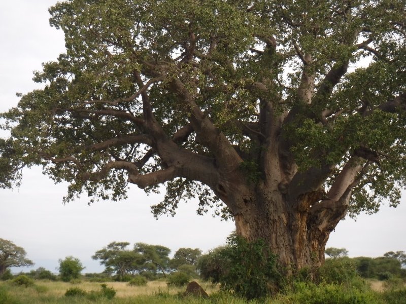Beautiful trees in Tarangire National Park