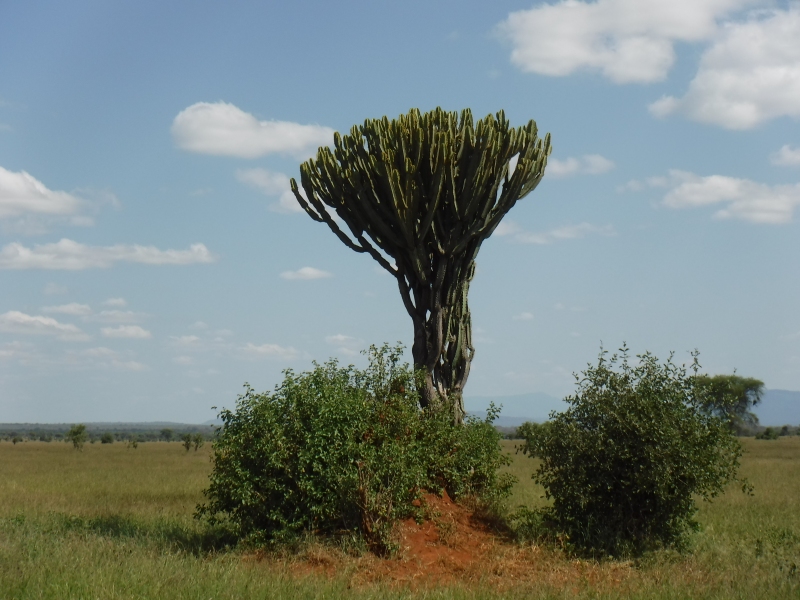 Cactus at Tarangire National Park