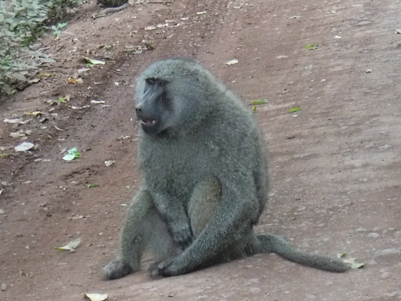 Baboons at Lake Manyara National Park