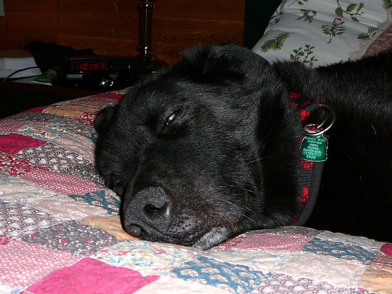 Tired Christmas dog, Dec 2008, Winthrop