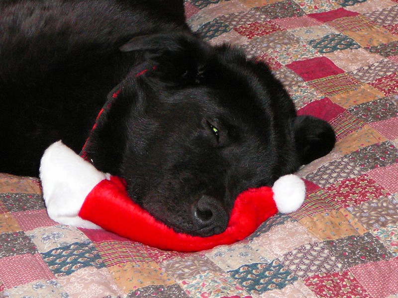 Tired Christmas dog, Dec 2008, Winthrop