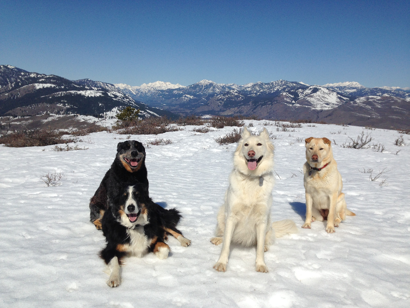 Hike up Patterson Mtn with 4 dogs